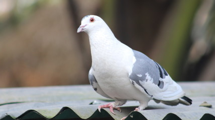 Peace Dove
