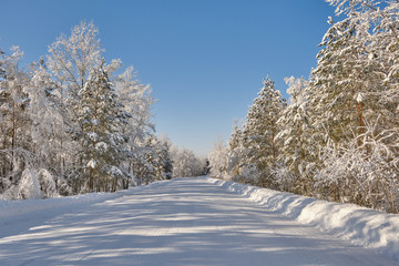 Country dirt road through the winter forest. Trees in the snow. Western Siberia. Russia.
