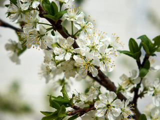 Beautiful spring flowers are blooming on a cherry tree branch.