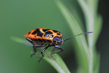 Stink bug on green leaves, North China