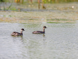 Black-necked grebe or eared grebe (Podiceps nigricollis)