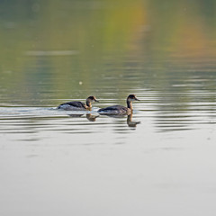 Black-necked grebe or eared grebe (Podiceps nigricollis)