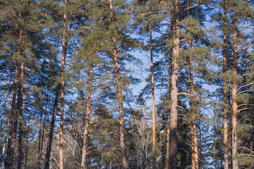 pine forest on a sunny day background