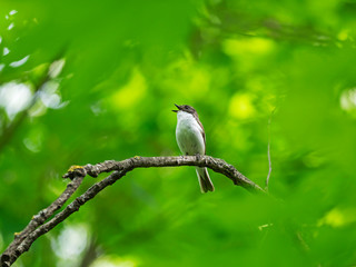  The European pied flycatcher (Ficedula hypoleuca) is a small passerine bird of the family Muscicapidae