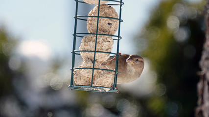 a sparrow on a bird feeder in winter on a sunny day