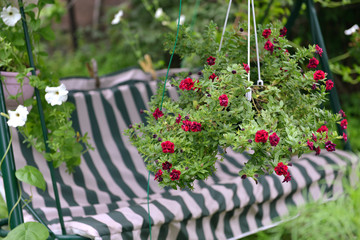 Garden bench with petunia flowers in hanging pot.