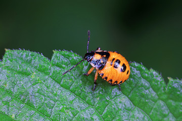 Fototapeta premium Stink bug on green leaves, North China