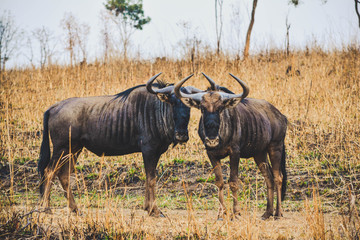 Naklejka na ściany i meble Wildebeest in Africa