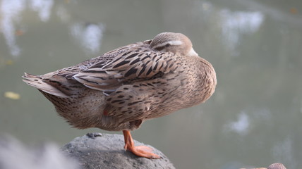 Resting duck standing one leg