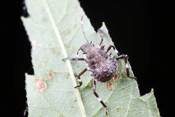 Stink bug on green leaves, North China