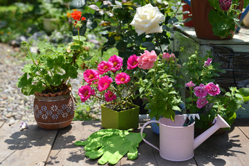 Fototapeta na wymiar Blooming purslane flower with watering can and gloves on patio in garden.