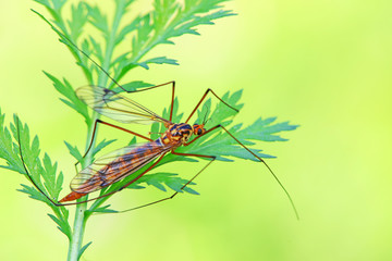 mosquitoes insect on green leaves, North China