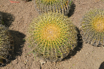 Big cactus close up