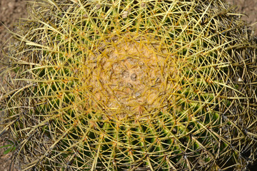 Big cactus close up