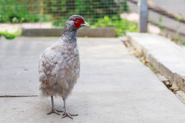 Pheasant walks in the yard