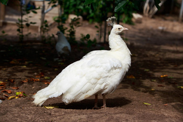 The beautiful white peacock
