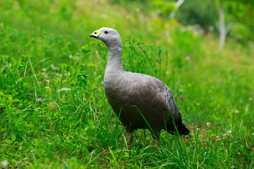 Big wild goose