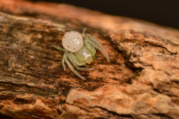 Crab spider - Synaema sp  , Satara district , Maharashtra , India