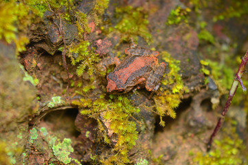 Frog - Raorchestes ghatei sp  , Satara District , Maharashtra , India . New species of shrub frog  from the western Ghats of Maharashtra