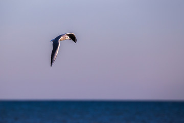Seagull (Larus argentatus) flying above the sea