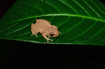 Obraz premium Frog - Raorchestes ghatei sp , Satara District , Maharashtra , India . New species of shrub frog from the western Ghats of Maharashtra