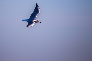 Seagull (Larus argentatus) flying on the  sky