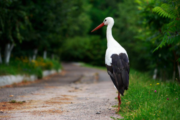 stork walks in the park