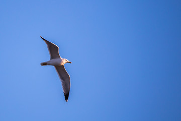 Seagull (Larus argentatus) flying on the blue sky