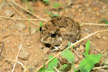 Frog - Sphaerotheca sp  , Satara district , Maharashtra , India