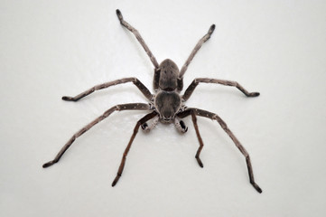 Huntsman spider - Eusparassus sp  , Satara district , Maharashtra , India