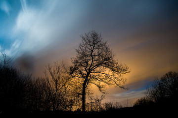Beautiful tree separateing colorful cloudy sky
