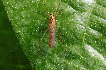 mosquitoes insect on green leaves, North China