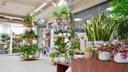 Beautiful atmospheric flower shop with decorations. Stylish interior design with plants, pots, and furniture 