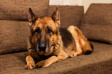 Beautiful German Shepherd dog sitting on an grey sofa.