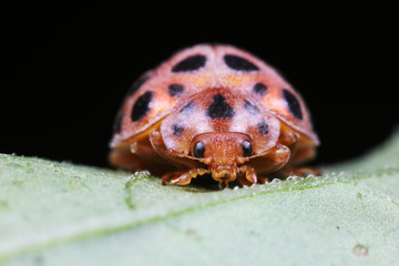 ladybugs on green leaves, North China