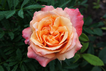 A large rose of light orange on a dark green background