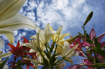 White and red lilies grow to the sky