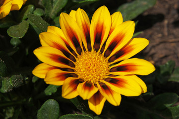 Bright yellow gazania flower in the garden