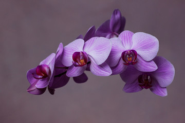 Fototapeta na wymiar Purple phalaenopsis orchid flower, halyards, dendrobium on a pink background. Butterflies Orchids. Beautiful pink flowers close-up. Houseplants.