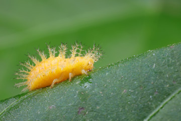 ladybugs larva on green leaves, North China