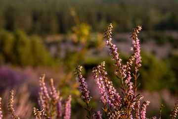 Lüneburger Heide, Heideblühte 