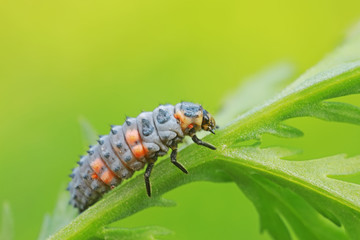 Ladybug larvae in natural state, north China