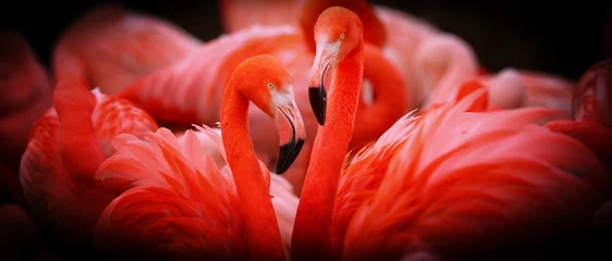 Foto op Plexiglas Two flamingo in group with shine © denisapro
