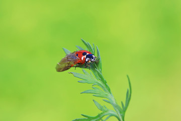 Coccinella septempunctata on green leaves, North China