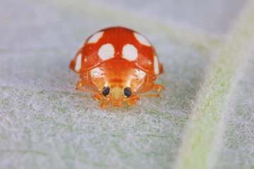 ladybug on green leaves, North China