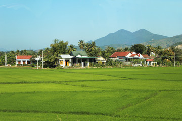 Fototapeta na wymiar A beautiful rice field view of Vetnam