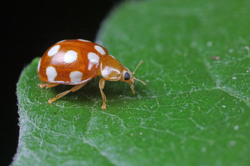 ladybug on green leaves, North China