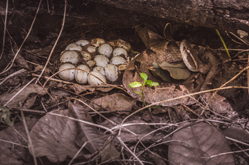 snake in a nest