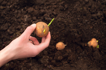 Man's hand holds a potato tuber. Black plowed land.