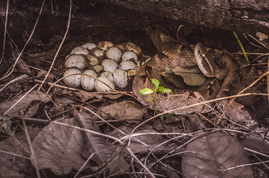 snake in a nest